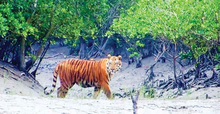 ‎সুন্দরবনে প্রবেশ বন্ধে প্রাণীদের মধ্যে স্বস্তি, বেড়েছে বিচরণ ক্ষেত্র 