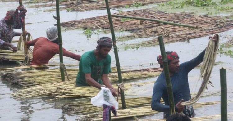 বকশীগঞ্জে পাটের বাম্পার ফলন, ভালো দামের আশায় কৃষক