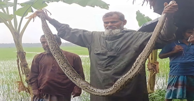 শরণখোলায় ধানক্ষেত থেকে দশ ফুট লম্বা অজগর সাপ উদ্ধার,সুন্দরবনে অবমুক্ত