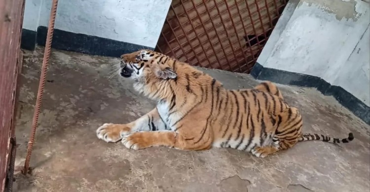 ছয় মাস পর সুস্থ হয়ে সুন্দরবনের প্রাকৃতিক আবাসে ফিরছে  বাঘিনীটি
