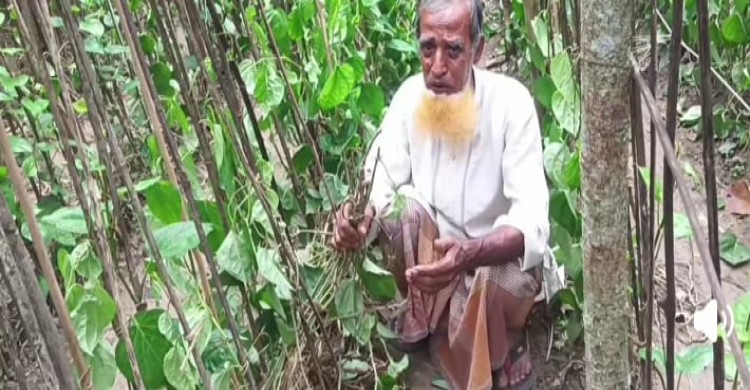 কালীগঞ্জে রাতের আধারে অসহায় কৃষকের  পানের বরজ কেটে দিল দুর্বৃত্তরা