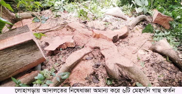নড়াইলের লোহাগড়ায় আদালতের নিষেধাজ্ঞা অমান্য করে গাছ কর্তন