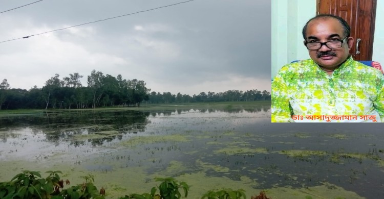৪০০ একর জমির রোপা আমন ধান লাগোনোর অনিশ্চিত ভবিষ্যৎ - জলাবদ্ধতায় বীজতলা পচন
