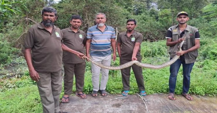 ‎সুন্দরবনের লোকালয়ে অজগরের হানা উদ্ধার করে বনে অবমুক্ত